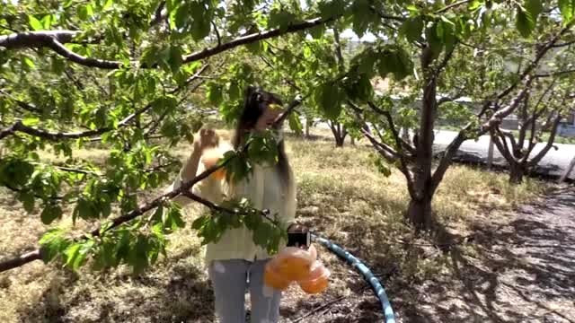Kiraz ağaçlarına sinek tuzağı yerleştirildi