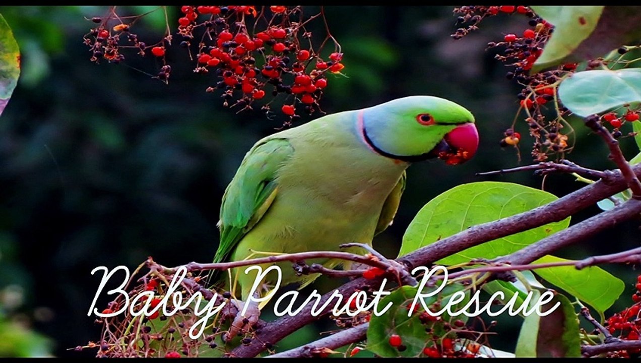 Baby parrot rescue तोते के बच्चे का बचाव