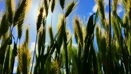 Kılıçdaroğlu'ndan 'çiftçilerin borçlarını silelim'; Bakanlık'tan 'alkışlayalım' çağrısı