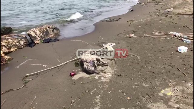 Report TV - Kafshët e ngordhura dhe mbetjet urbane 'pushtojnë' grykëderdhjen e lumit Drin