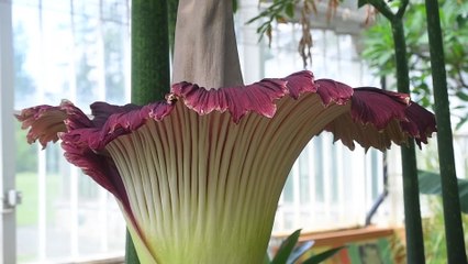 Floraison d'un arum titan au jardin botanique de Meise