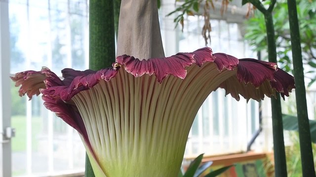 Floraison d'un arum titan au jardin botanique de Meise
