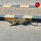 Watch: Leopard resting on Hyderabad road triggers panic, search operations on