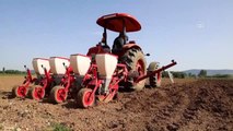 Ata tohumları toprakla buluştu