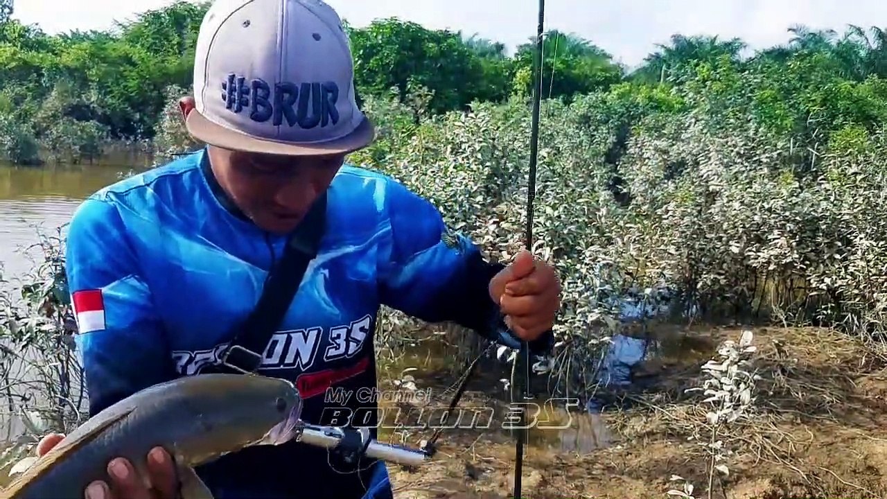 SAMBARAN NYA SUPER DAHSYAT..!! -- MANCING IKAN GABUS BABON DI TAHUN 2020