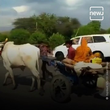 Man Pulls Bullock Cart In Indore To Reach Village