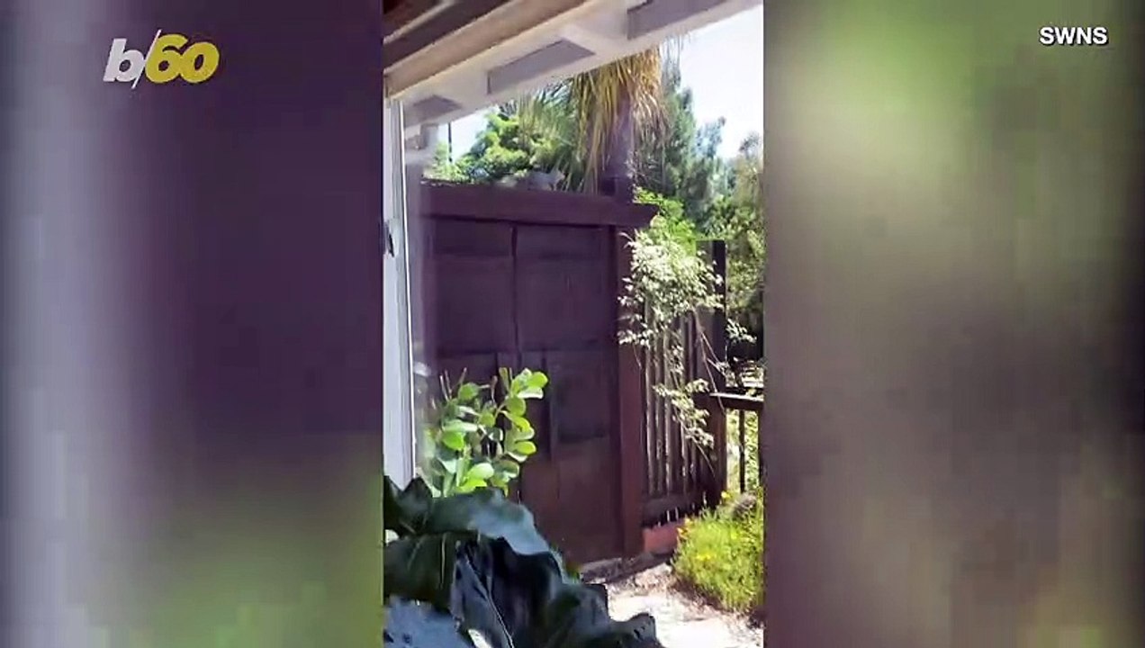 Dog vs. Squirrel! Owner Claims Squirrel Hilariously Antagonizes His Dog!