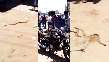 பைக்கிற்குள் விஷத்தன்மை கொண்ட நல்ல பாம்பு