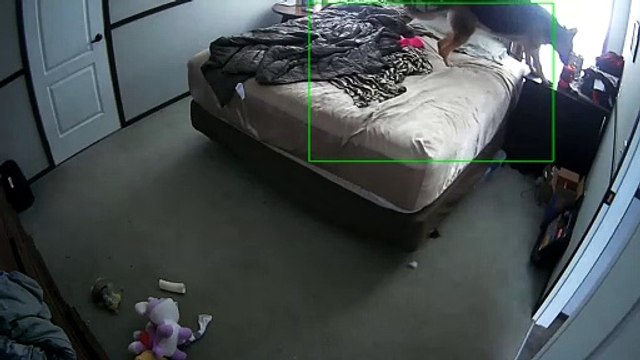 Dog Cuddles Into Its Human's Clothing for Comfort