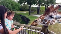 Funny-Kids-and-Animals-at-the-Zoo-Funny-Kids-Fails