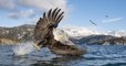 Un photographe immortalise un aigle en train d'attraper sa proie à la surface de l'eau