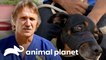 Cientos de mascotas son atendidas en jornada voluntaria | Dr. Jeff, Veterinario | Animal Planet