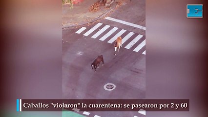 Caballos violaron la cuarentena