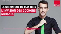 L'invasion des cochons mutants - La chronique de Max Bird