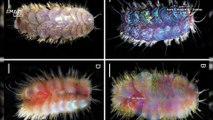 New 'Elvis Worms' with Glitzy, Iridescent Scales Discovered in Pacific Ocean