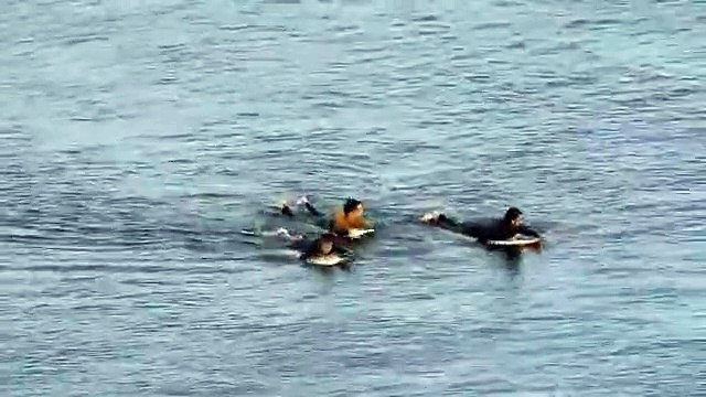Surfista é atacado por tubarão, dá-lhe socos e consegue escapar