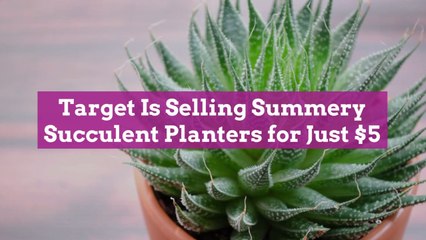 Target Is Selling Summery Succulent Planters for Just $5