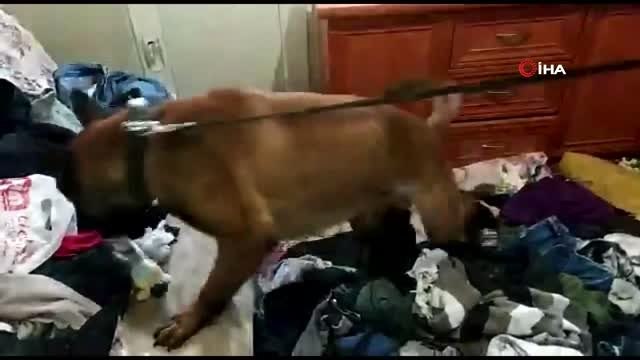 Narkotik köpeği uyuşturucu hapları buldu, 3 yabancı şüpheli yakalandı