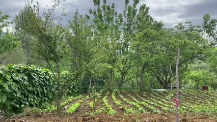 Lidhën një nga anëtarët e familjes/ Pamje nga shtëpia ku ndodhi grabitja në Zall-Herr