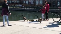Kind Humans Help Geese Bring Their Chicks to Water
