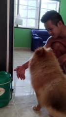 Feisty Dog Wants in the Fridge