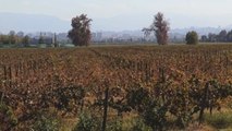 Industria vinícola chilena pronostica caída del 20 % en exportaciones por COVID-19
