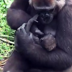 The Unbreakable Bond of a Mother’s Love