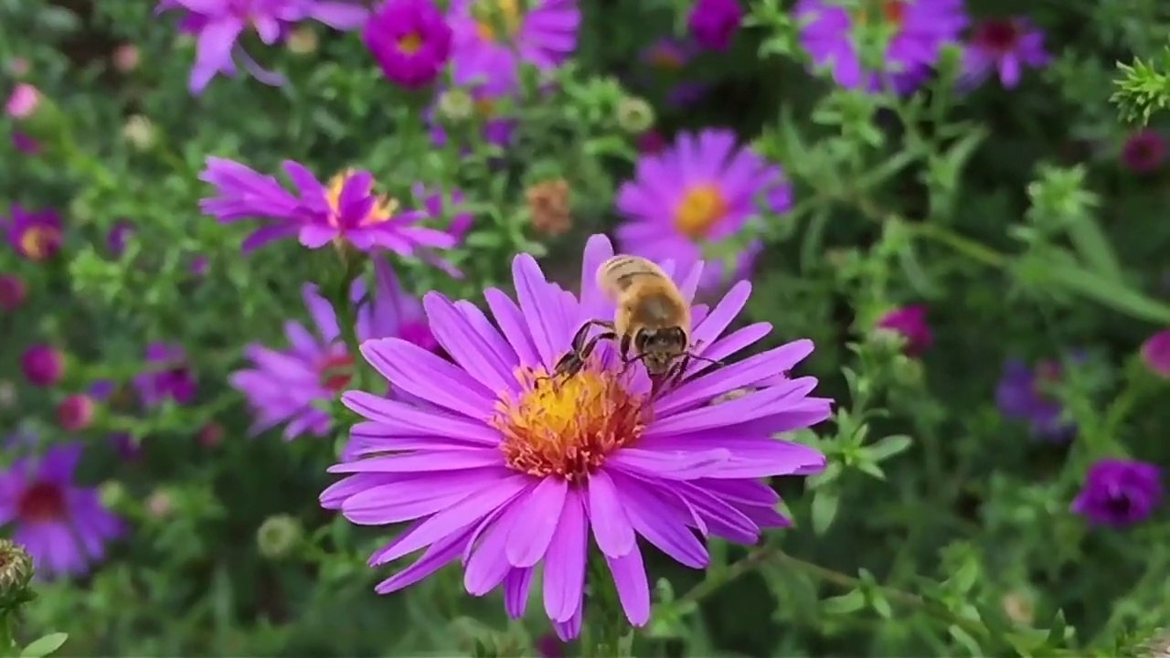 A Beautiful dance with Flowers,  Bee & Butterfly