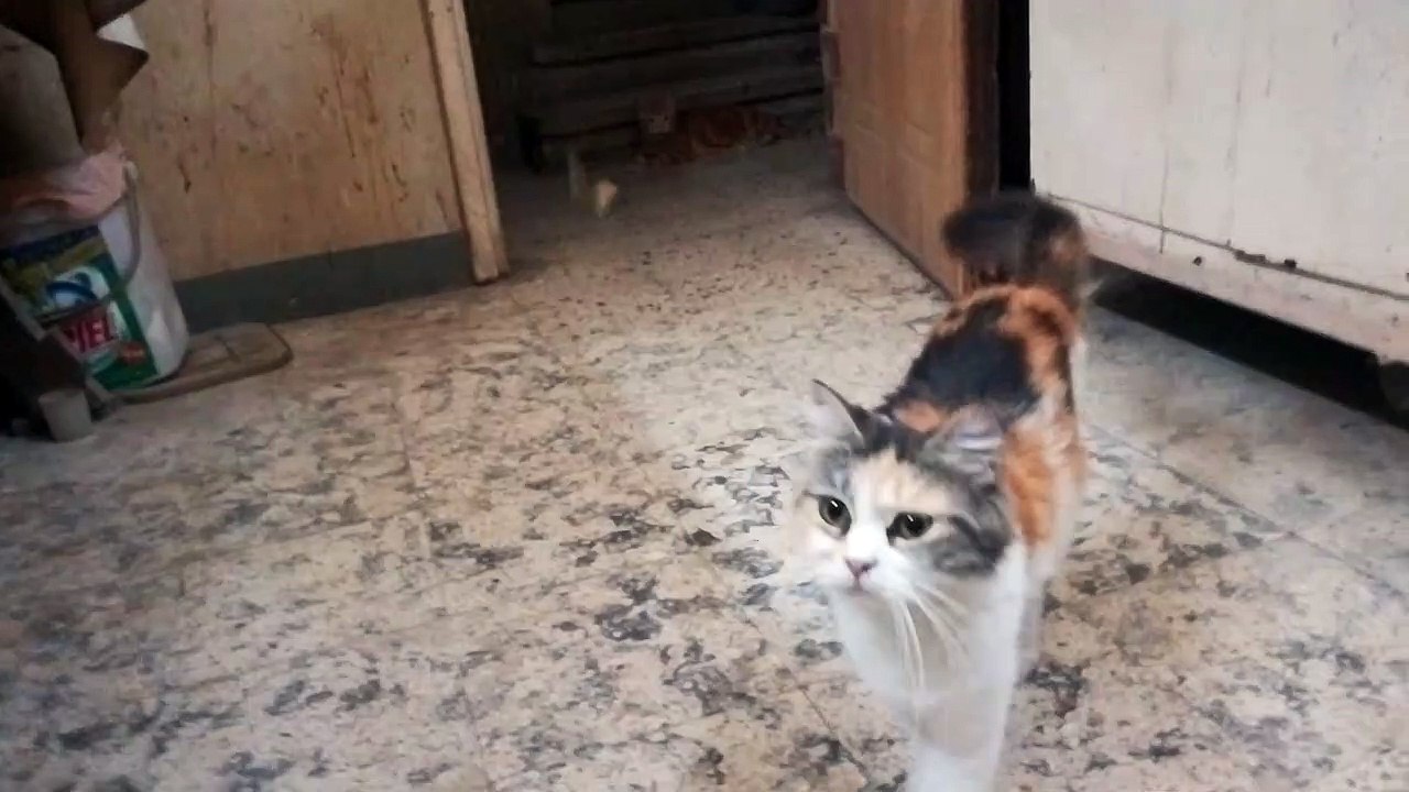 Older Kitty Wasn't Ready To Play