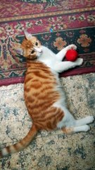 Kitty Won't Let His Vollyball