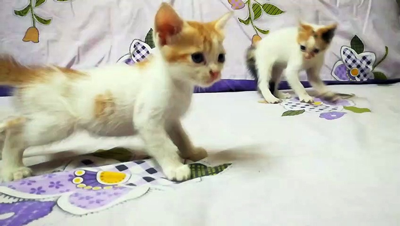 Kitty And Brother Bed Fight