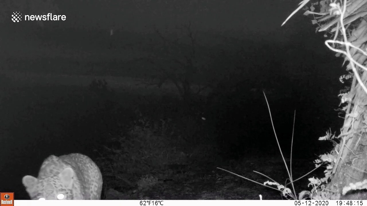 Chilling moment migrant family in India unwittingly follows leopard's trail