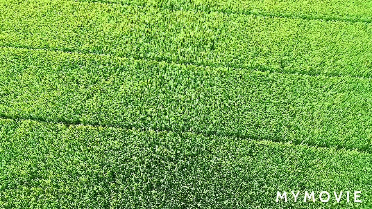 So Beautiful green field viewing on the top.