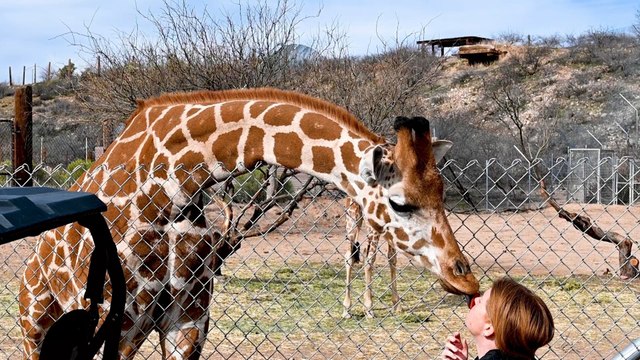 Cute Animals - Meet the Baby Giraffes of Out of Africa Wildlife Park