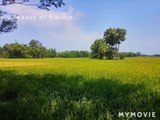 Nature  Beauty || Paddy field and Palm trees.
