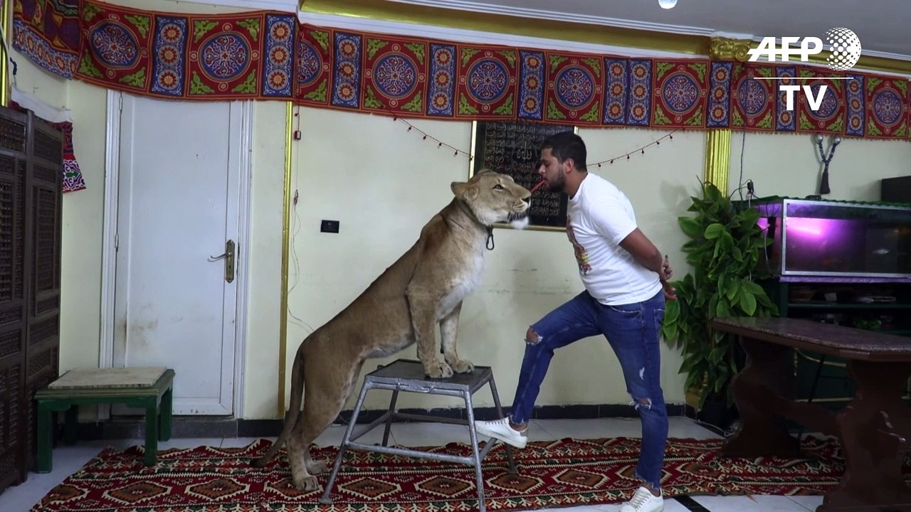 Perigo e diversão na sala de casa