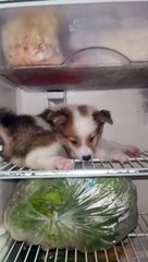 Puppy Wants to Cool Off on Fridge Shelf
