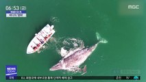 [이슈톡] 인간과 어울리는 '아기 귀신고래'