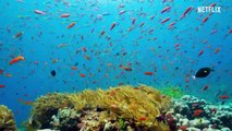 Our Planet - Coastal Seas - FULL EPISODE - Netflix