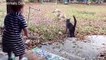 Cats Protecting Babies Videos Compilation 2019  Cat Loves Babies - cat, ragdoll, bengal cat, british shorthair, persian cat, savannah cat, siamese cat, kittens, sphynx cat, ragdoll cat,