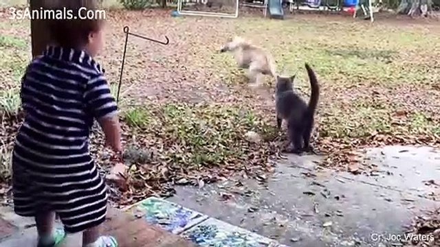 Cats Protecting Babies Videos Compilation 2019 Cat Loves Babies - cat, ragdoll, bengal cat, british shorthair, persian cat, savannah cat, siamese cat, kittens, sphynx cat, ragdoll cat,