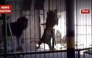 Jungle News: Circus lion kills trainer in Egypt