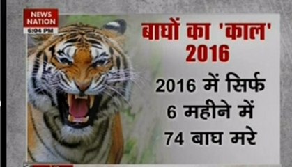 India Bole: Is killing animals the solution?