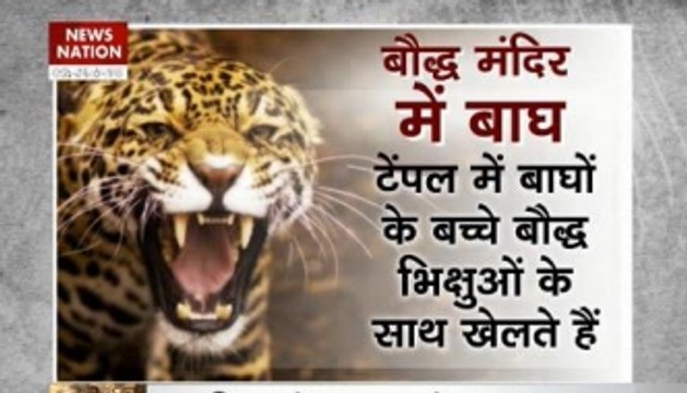 Thai Tiger temple monk held for smuggling