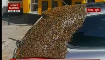 Honey bees swarmed a car in UK