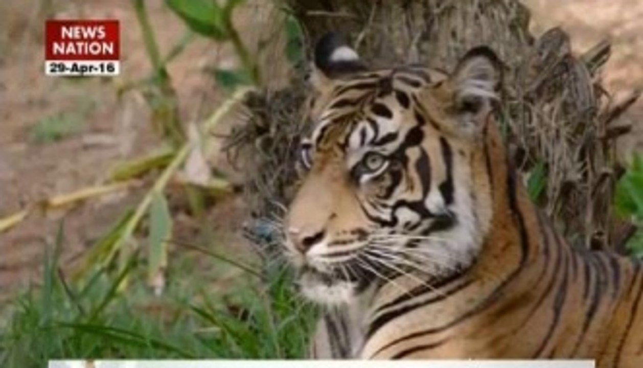 Who will put an end to tiger poaching in India?
