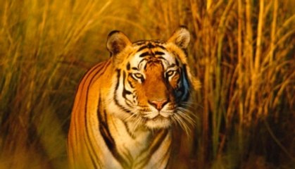 Wild tiger population rises by 22% for first time in 100 years