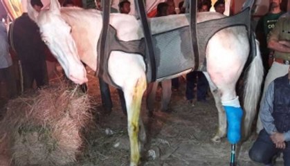 Uttarakhand Police horse Shaktimaan, injured during BJP protest, dies