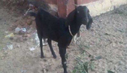 A goat arrested, then gets bail in Chhattisgarh