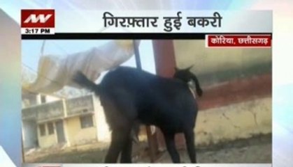 Goat accused of being repeat offender arrested, freed later in Chattisgarh